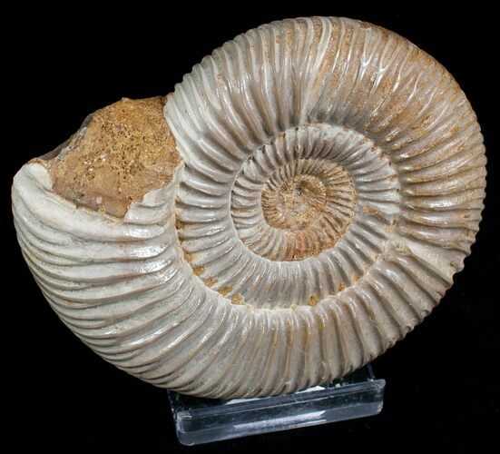 Perisphinctes Ammonite - Jurassic #6869